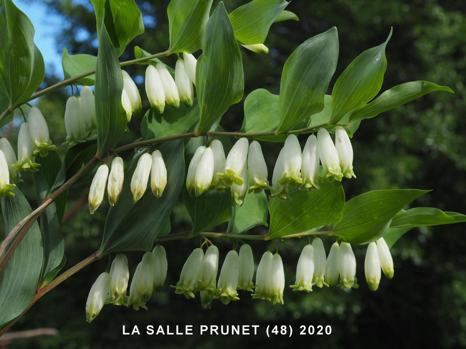 Solomon's-seal, Sweet-scented